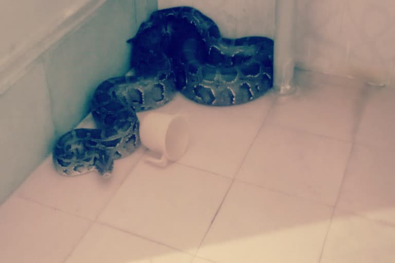 python rescued at dibrugarh university bathroom