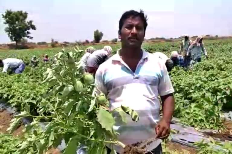 farmer-destroyed-brinjal-crop-in-raichuru