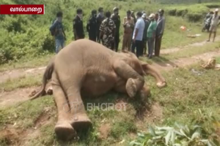 Woman elephant death valpari