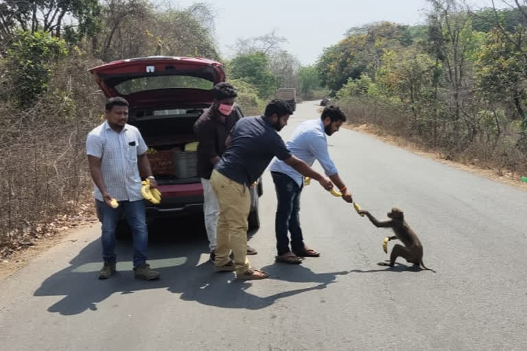 vijayamma foundation distributed fruis to animals