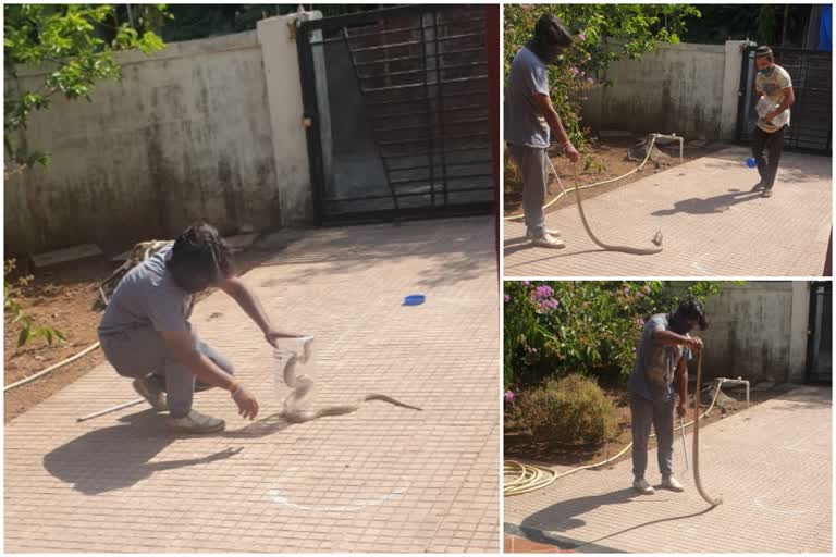 cobra snake found near house on Palghar-Mahim road