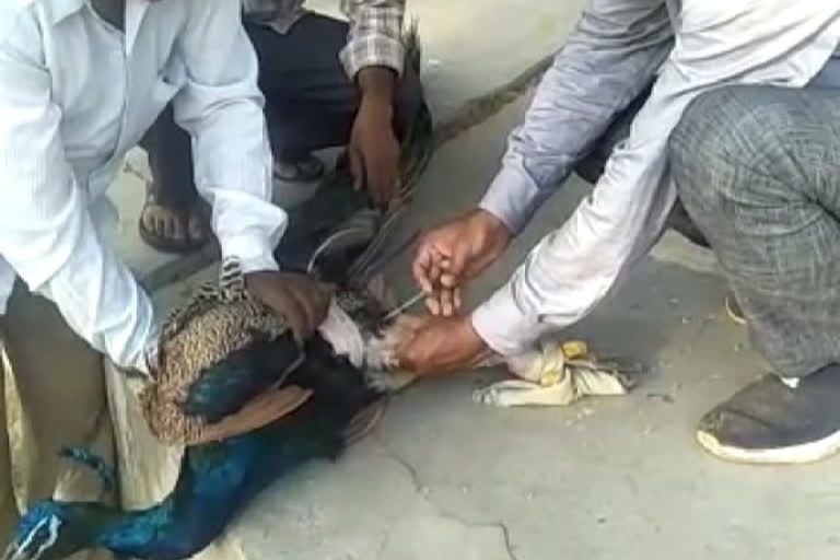 Social Worker Santosh Chauhan saved the life of injured peacock in bhind