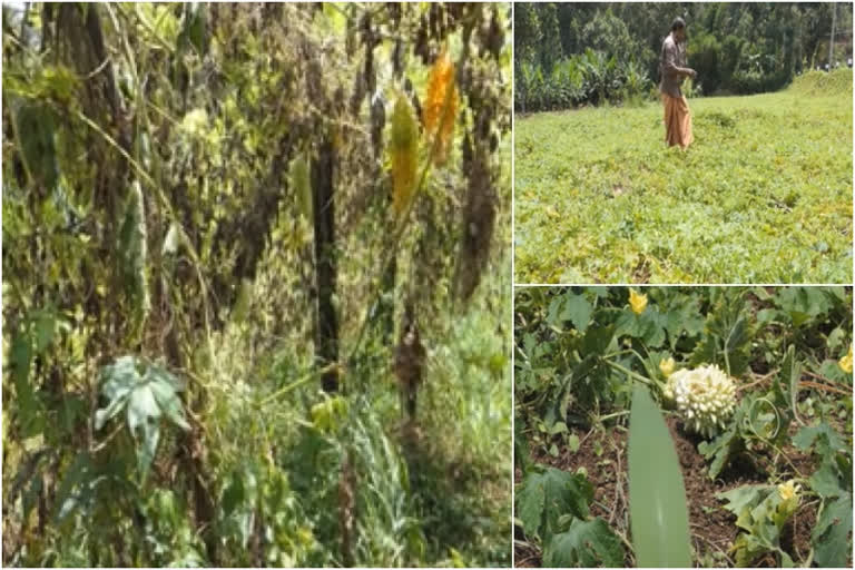 ഇടുക്കിയില്‍ കൃഷി നാശം  സേനാപതി പഞ്ചായത്ത്  പാവയ്ക്ക കർഷകർ  crop damage at idukki  senapathi panchayath  bitter lemon damage