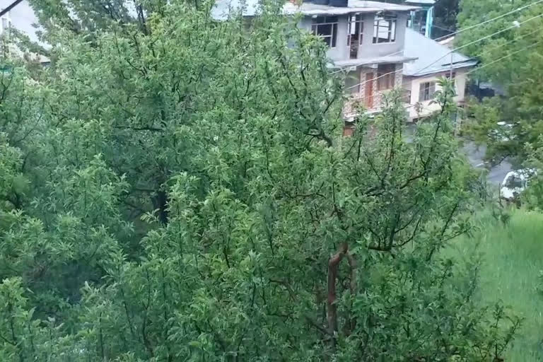 rain in Kinnaur