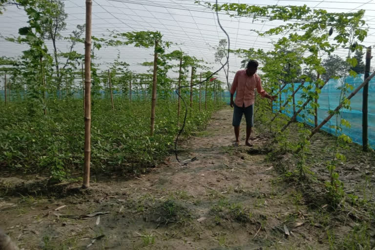 Teacher showed new farming techniques