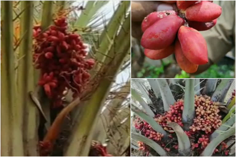 ponnani sub jail  date palm tree  പൊന്നാനി സബ്‌ ജയില്‍  ജയില്‍ ഈന്തപ്പന