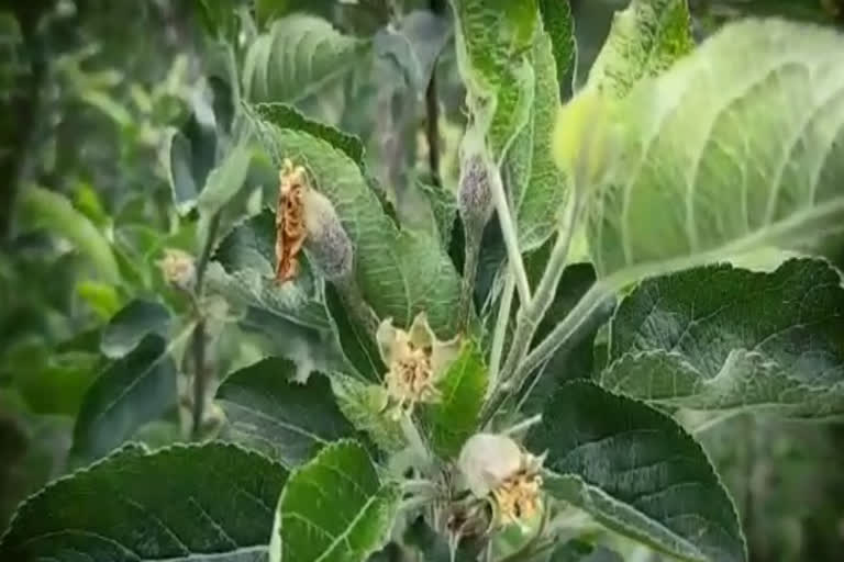 Crops affected Rampur