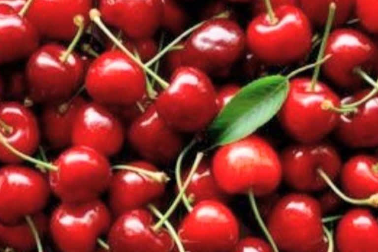 Cherry crop ready in Rampur