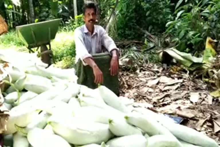 horty corpe taking snake guard  പടവലത്തിന് പോംവഴി  ഹോർട്ടി കോർപ്പ്  തൃക്കൂർ മലയോര മേഖല  thrikkoor field snake guard