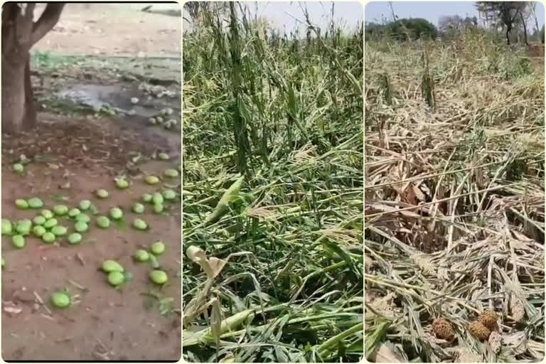 The farmers facing many problems with  Premature rain