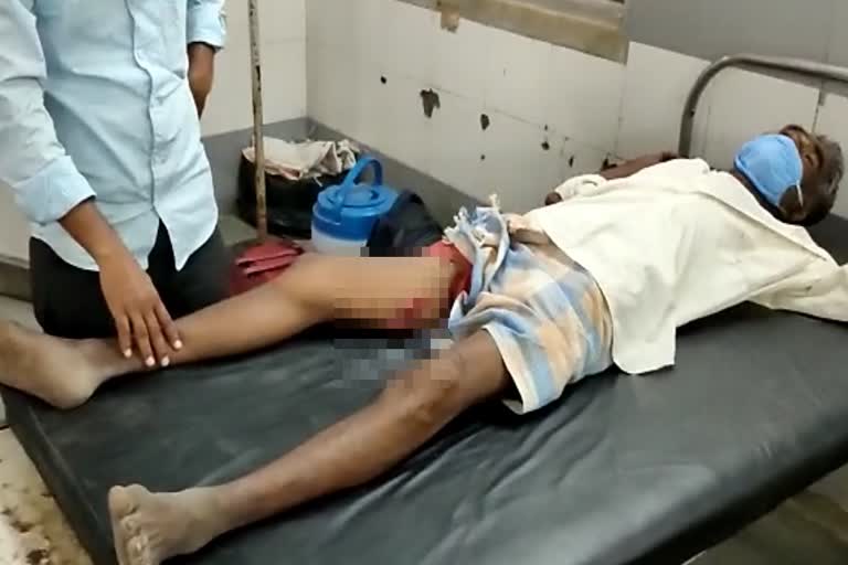 wild-boar-attack-on-farmer-in-hingoli