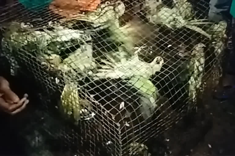 Hundreds of parrots died due to thunderstorms and heavy rains