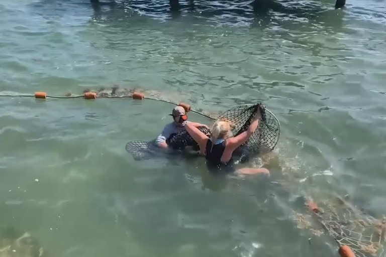 Volunteers rescue infant manatee off Florida coast