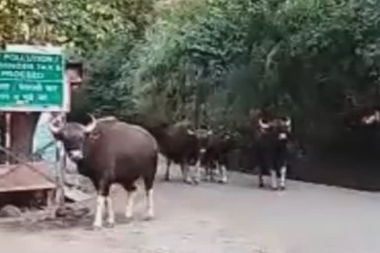 gaur-seen-at-satara