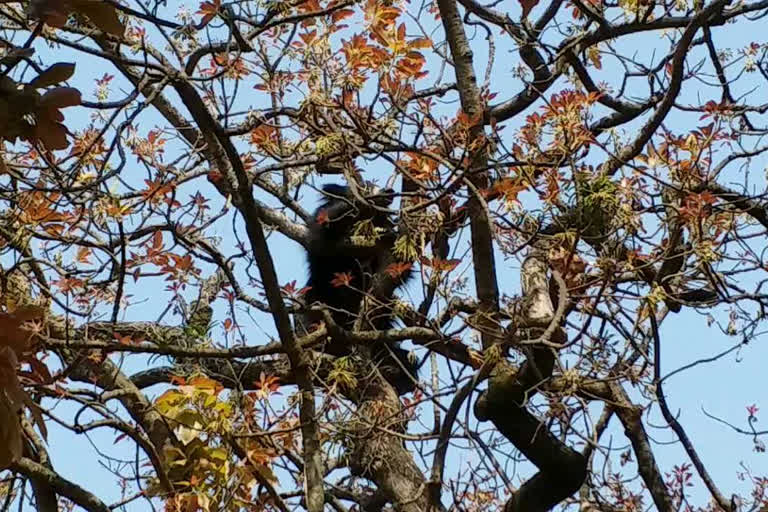 bear on tree