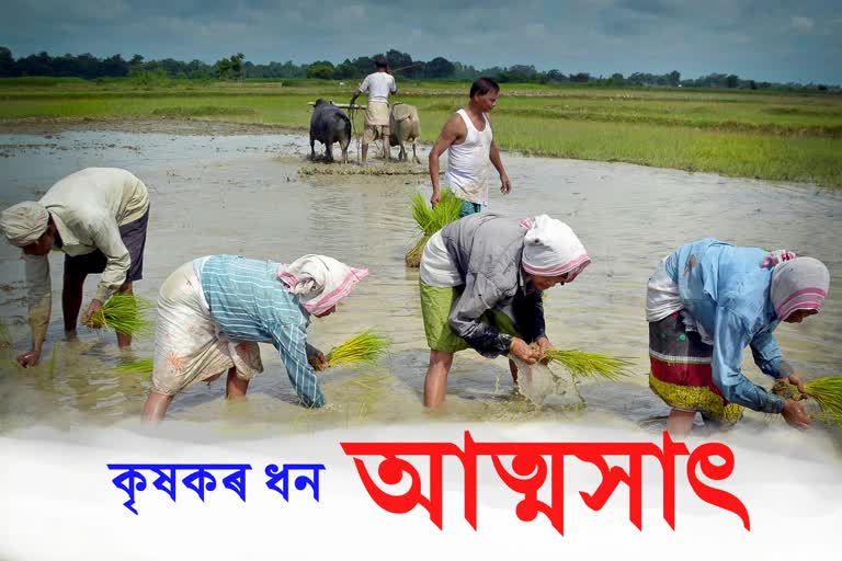 agriculture scam in north guwahati