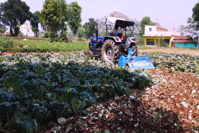 Farmers destroying cauliflower and cabbage crops