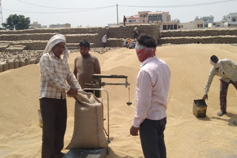 Purchase of wheat in Mandis and procurement centers of Sonipat