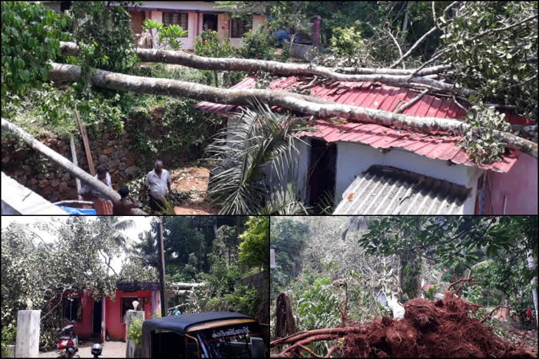 പാലാ വെള്ളിയേപ്പള്ളിയില്‍ കൊടുങ്കാറ്റ്; വ്യാപകനാശം latest kottayam thunderstorm