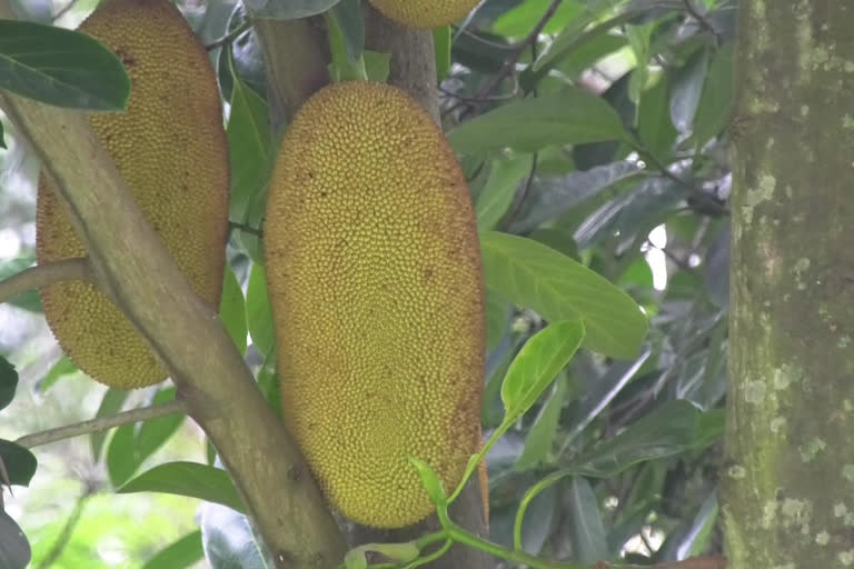 jackfruit