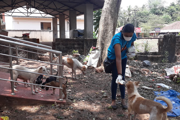 a-woman-has-been-feed-food-to-street-dogs-at-mangalore