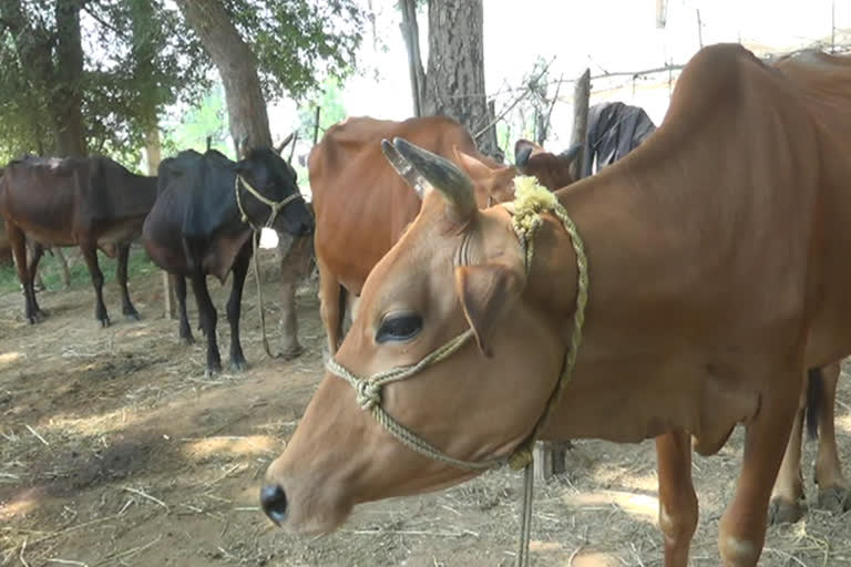 neglected milk business in lockdown, milk business in bargarh, bargarh latest news, affected milk farmers in bargarh, milk business, ଲକଡାଉନରେ ଅଣଦେଖଖା ଦୁଗ୍ଧ ବ୍ୟବସାୟ, ବରଗଡରେ ଦୁଗ୍ଧ ବ୍ୟବସାୟ, ବରଗଡ ଲାଟେଷ୍ଟ ନ୍ୟୁଜ୍‌, ବରଗଡରେ କ୍ଷତିଗ୍ରସ୍ତ ଦୁଗ୍ଧ ଚାଷୀ, ଦୁଗ୍ଧ ବ୍ୟବସାୟ