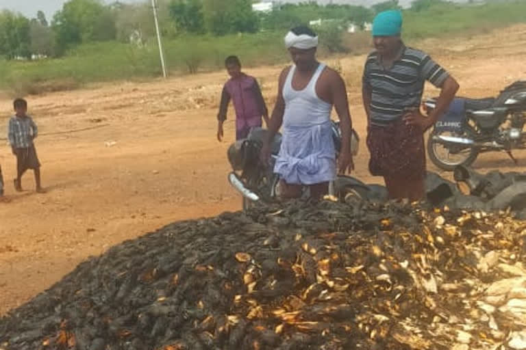 విద్యుత్ ప్రమాదంతో మెుక్కజొన్న దగ్ధం