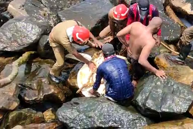 Aayikkara  Fire fores  rescued turtle  സീ വാളിൽ  50 കിലോയിൽ അധികം  ഫയർ ഫോഴ്‌സ്  ആമ