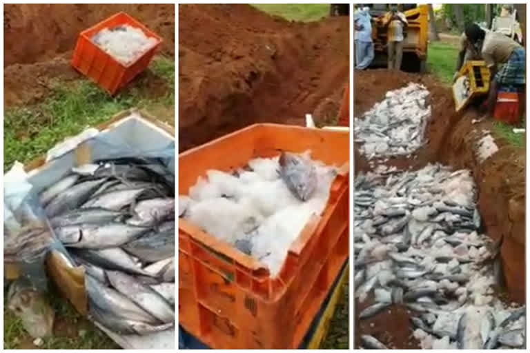 kanyakumari fish dumped