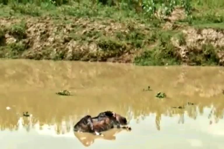 Flowed dead pigs in mitong river