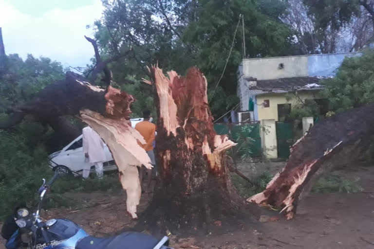 Farmers have suffered a lot due to the strong wind and rain in Sheopur.