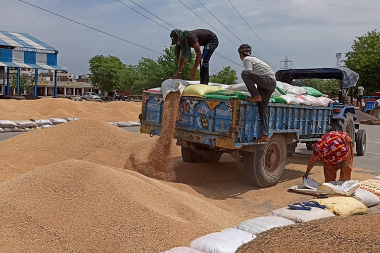 Purchase of wheat and mustard in Bhiwani