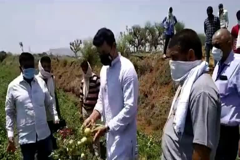 सांसद का खेतों में दौरा,  MP's field visits