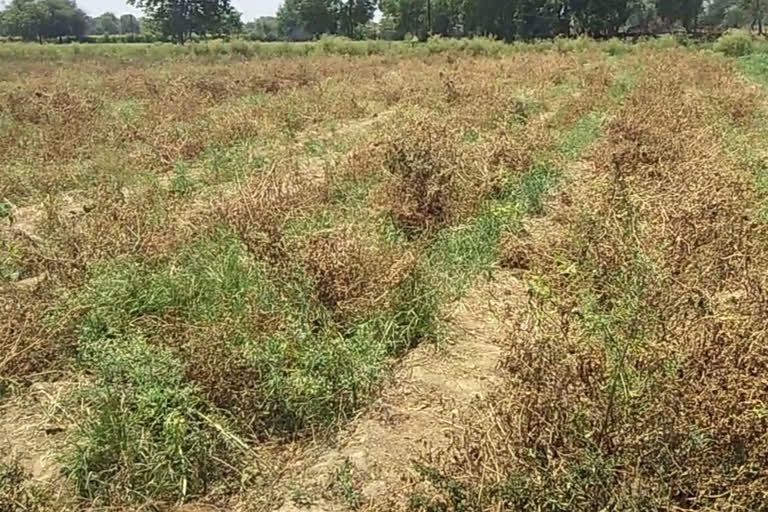 rajnandgaon vegetables in lockdown