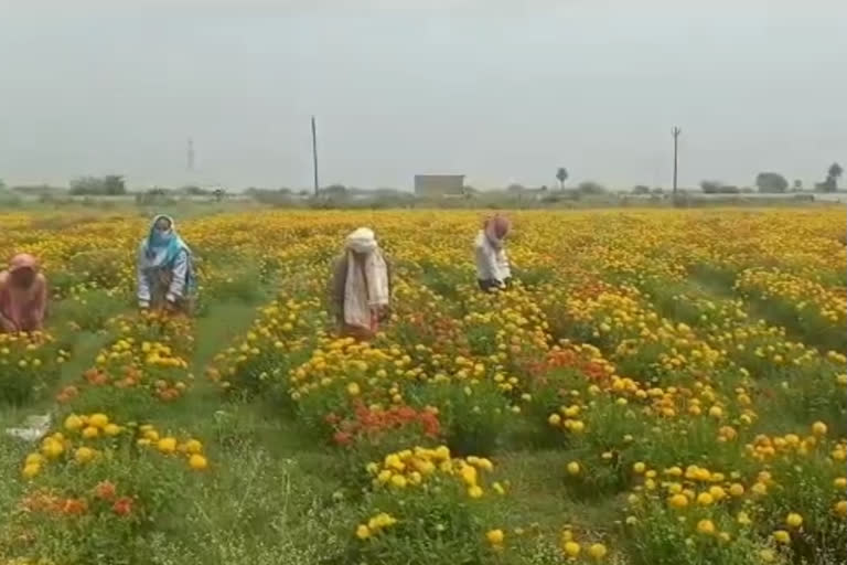 lockdown effect of flower farming in jalaun