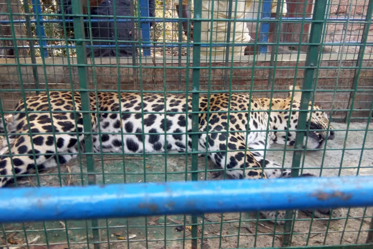 Leopard protection by the Forest Department