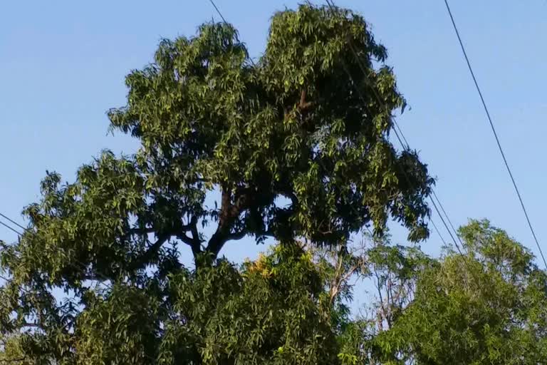 problems mango farmers in panna