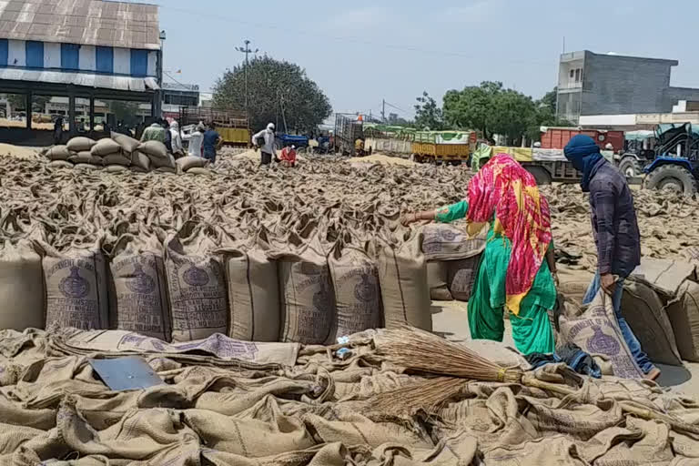 jind wheat purchase update