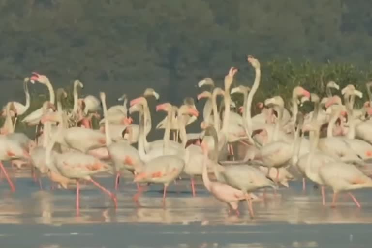 flamingos