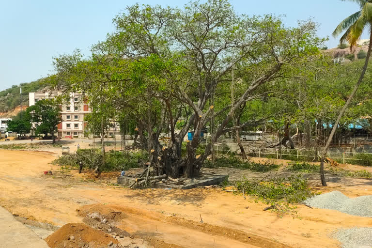 Yadadri Big Banyan Tree Collapsed