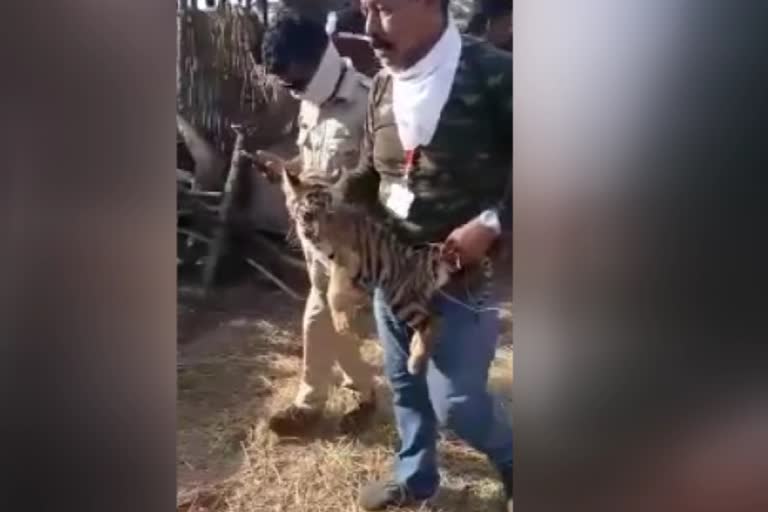 tiger calves Corona testing Bhopal