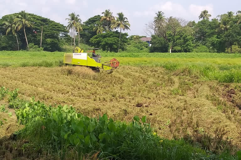 PADDY CULTIVATION THRISSUR  THRISSUR  പാലിയേക്കര  കര്‍ഷക കൂട്ടായ്മ  നേതൃത്വത്തില്‍  നെല്‍കൃഷി  കൊയ്ത്തുല്‍സവം