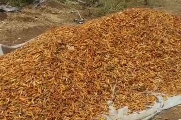 Horticulture department seized fake chili seeds in khargone