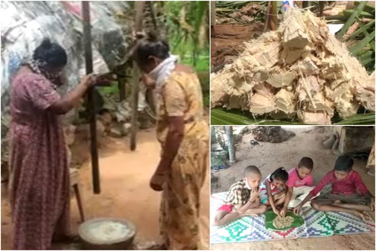 പനമ്പൊടി  കാര്‍ഷിക സംസ്‌കൃതി  കൊവിഡ് ഭക്ഷണം  ഭക്ഷണ സംസ്‌കാരം  അടുക്കള വിഭവങ്ങൾ  കൊറോണ ഭക്ഷണ വിഭവങ്ങൾ  കൊവിഡ് ഭക്ഷണ വിഭവങ്ങൾ  ഉരല്‍  കോഴിക്കോട് ഭക്ഷണം  covid food habit  covid food items  kozhikode food items  kozhikode mukkam  kerala foods  corona food  palm foods  palm healthy food  കേരള ഭക്ഷണശീലം  kerala eating habits  old kerala food  പനംകഞ്ഞി  നാട്ടുരുചി  കോഴിക്കോട് കൂടരഞ്ഞി