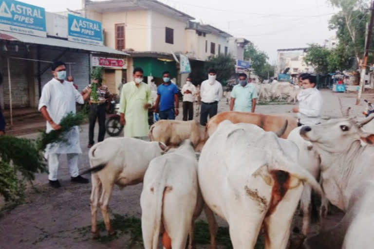 Susner MLA Rana celebrates his birthday by feeding cows with green grass