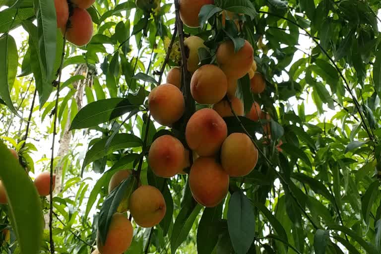 lockdown effect on peach farmers in saharanpur