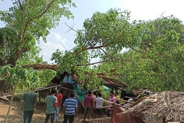 tree fell on house