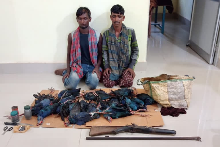 Chilika over bird poaching