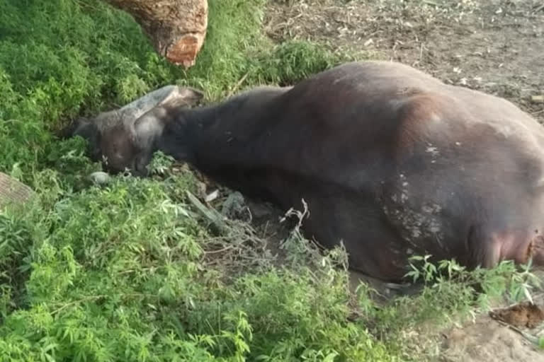 animals died in samastipur