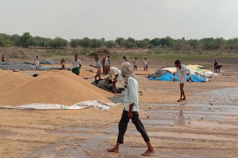 Crops Drained In Sudden Rain  In Rajanna Siricilla